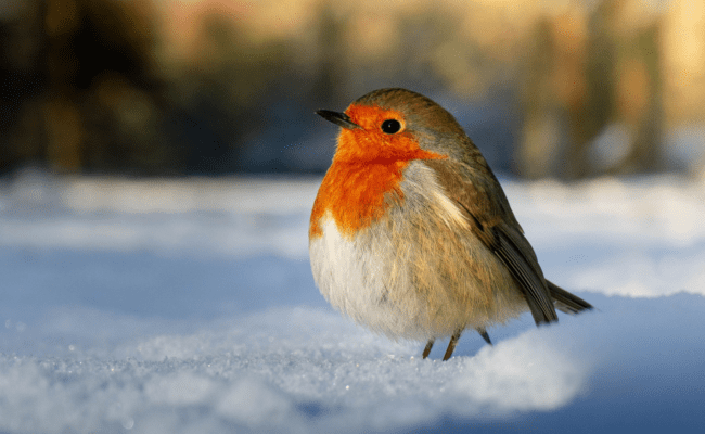 Robin standing in fresh snow