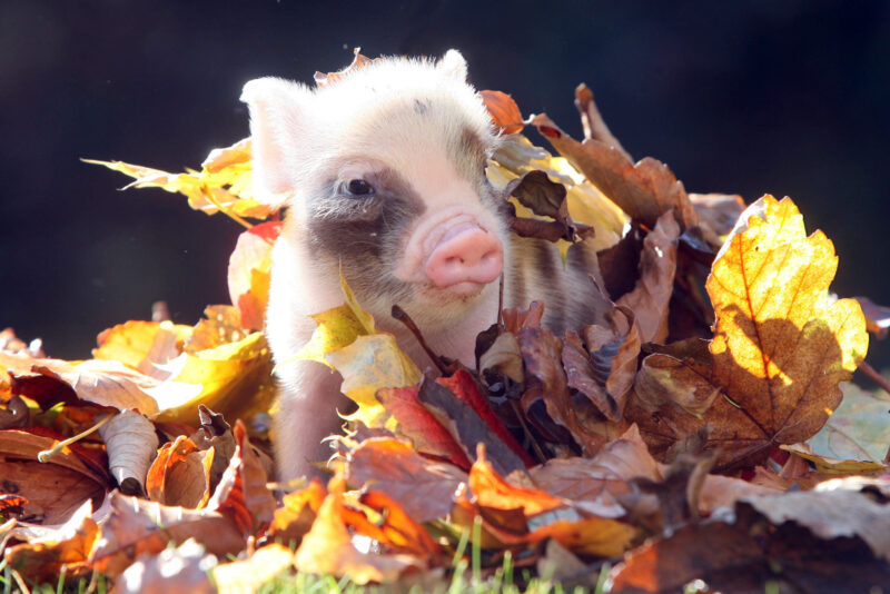 Pennywell pigs in autumn leaves
