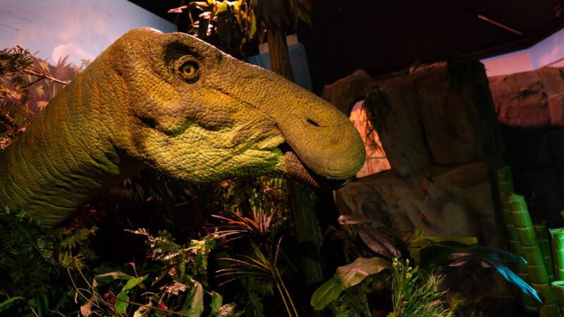 Edmontosaurus at Jurassic Discovery