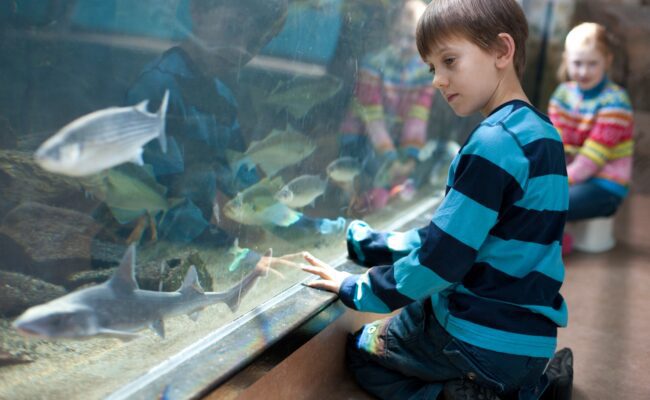 National Marine Aquarium big tank