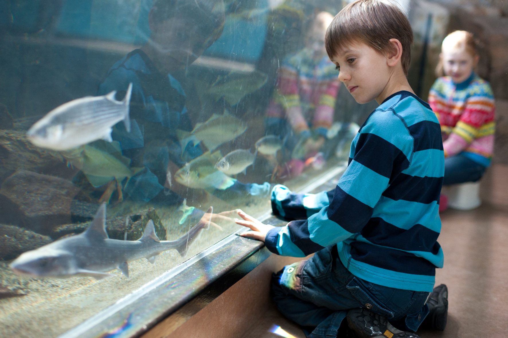 National Marine Aquarium big tank