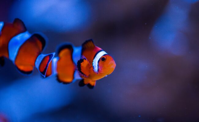 National Marine Aquarium