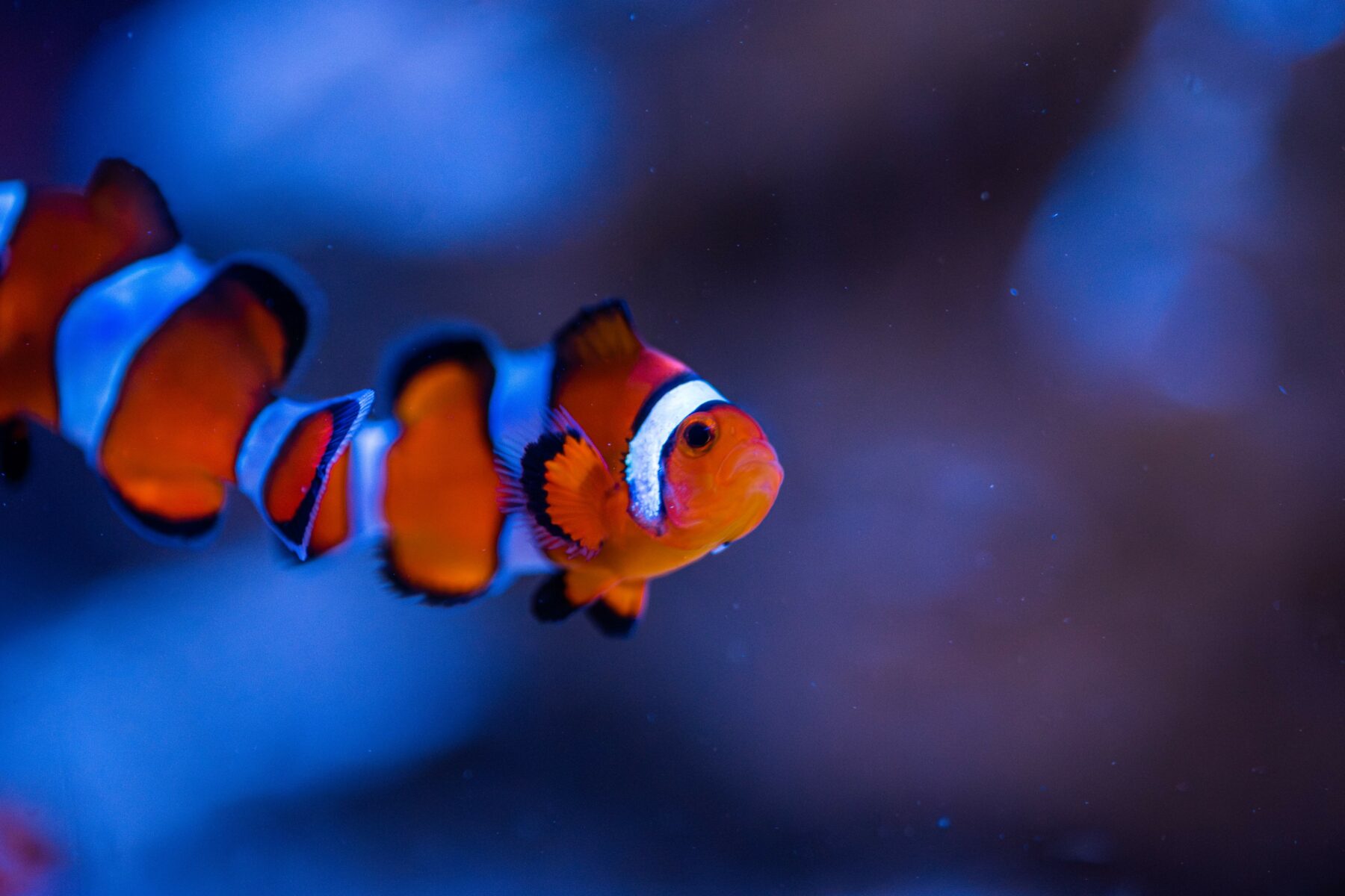 National Marine Aquarium