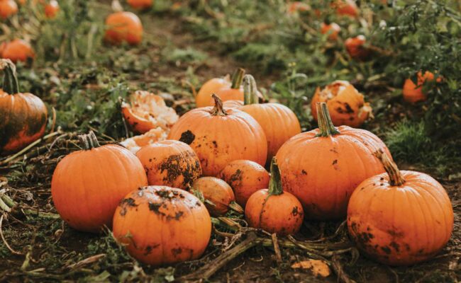 Pumpkin patch quince