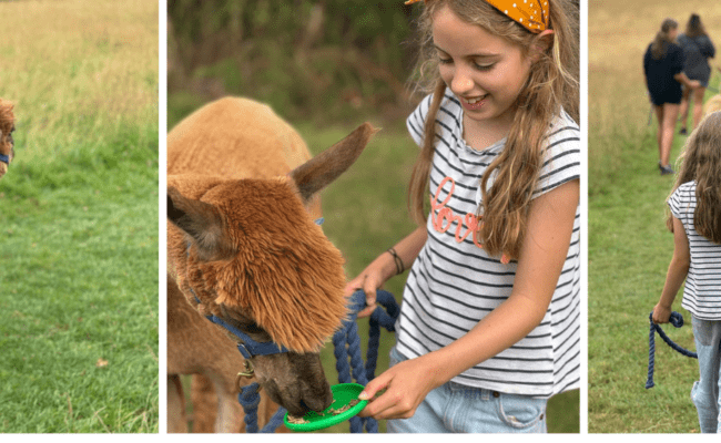 Alpaca Walks October Half Term