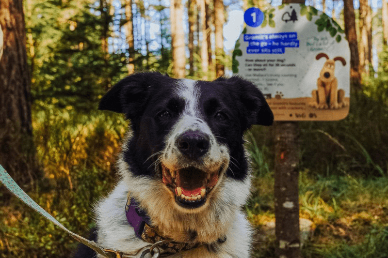 Collie dog smiling at the camera in front of a Wallace & Gromit activity panel