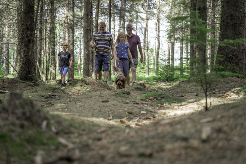 Family dog walking in a forest