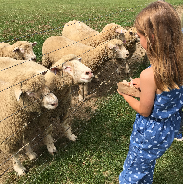 Feeding the sheep at The Big Sheep - devon's top attractions