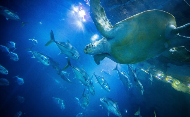 National Marine Aquarium