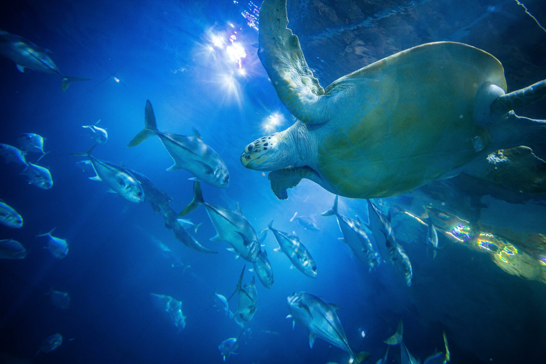 National Marine Aquarium