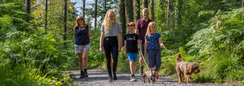 Family dog walking on a forest trail