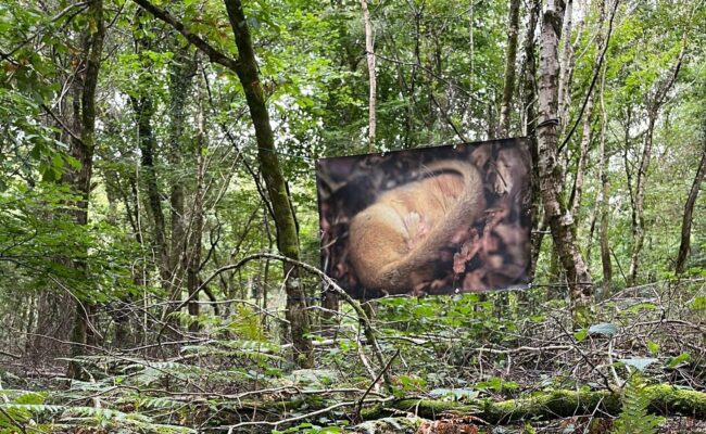 A photograph of a dormouse displayed in Ashclyst Forest