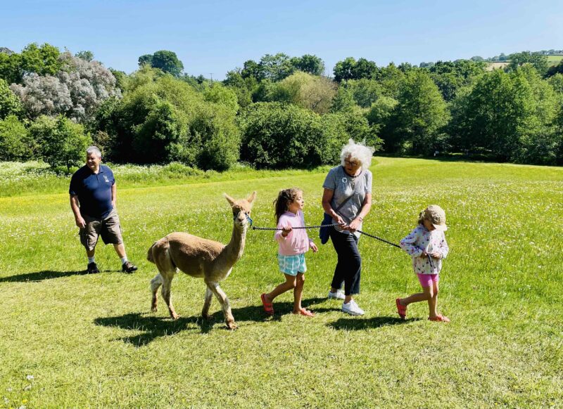 Canonteign Falls alpaca experience