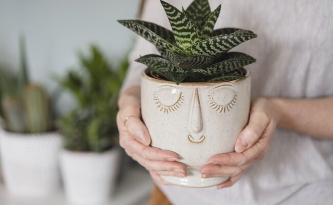 Potted plant in a decorative container