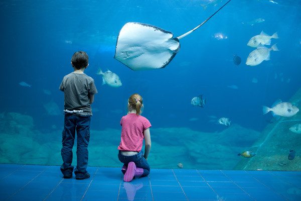 National Marine Aquarium big tank