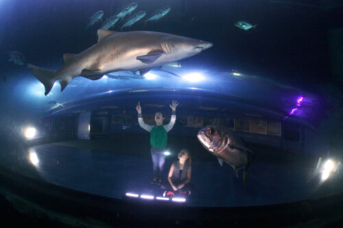 National Marine Aquarium