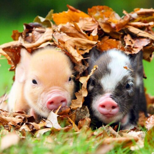  pennywell pigs in autumn leaves
