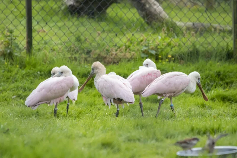 Paignton Zoo pz birds