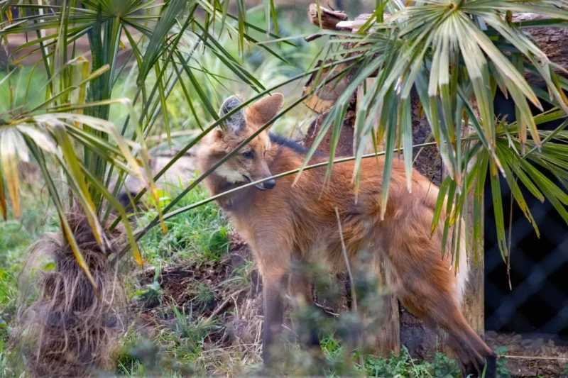 Paignton Zoo Fox