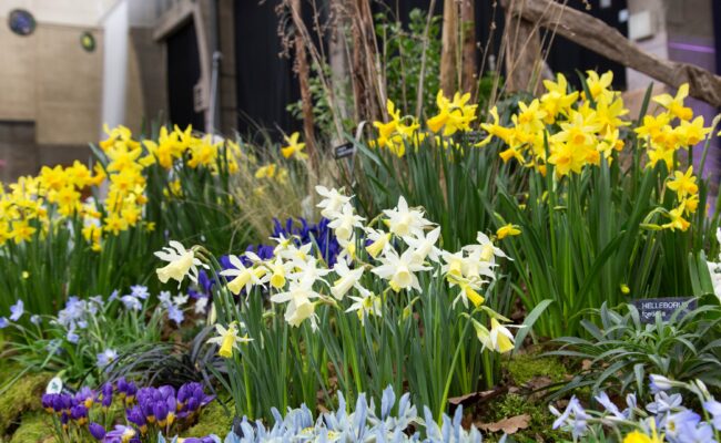 Spring flowers on display