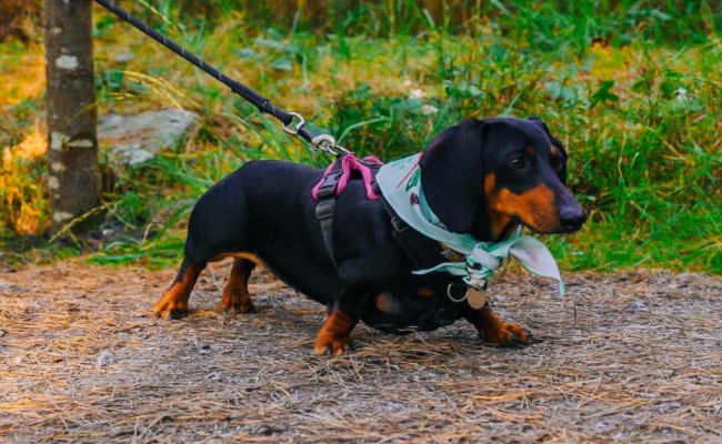 Dachshund wearing a Forest Walkies bandana