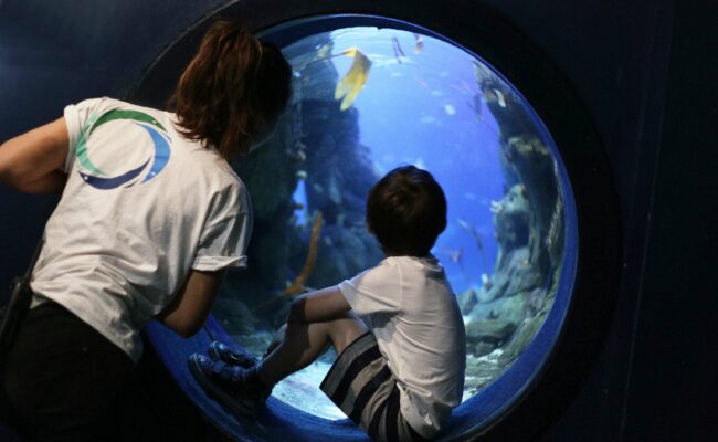 The National Marine Aquarium