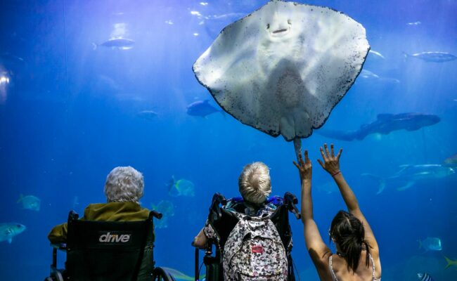 National Marine Aquarium