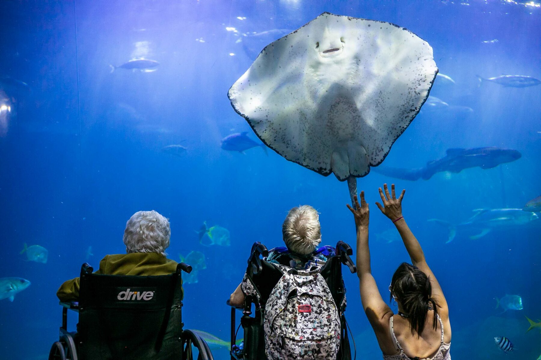 National Marine Aquarium