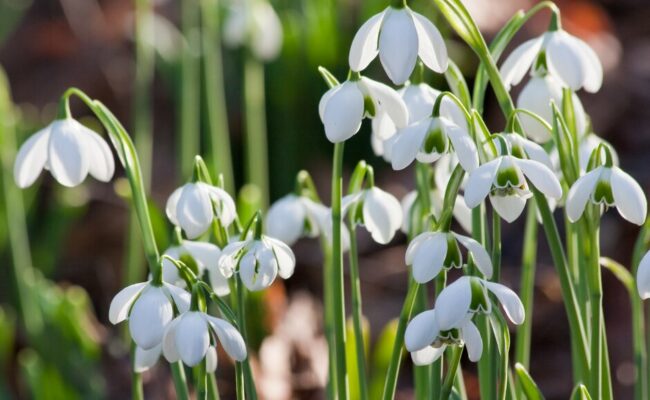 Snowdrops in the sunshine