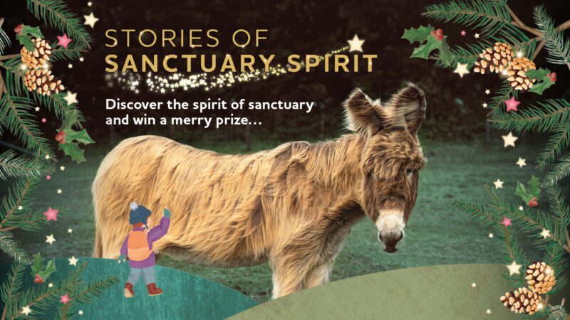 donkey sanctuary winter trail