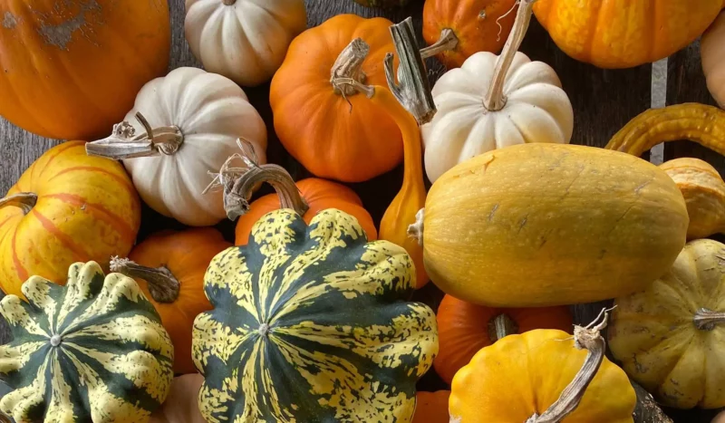 Pumpkins 2024 at Bicton Park