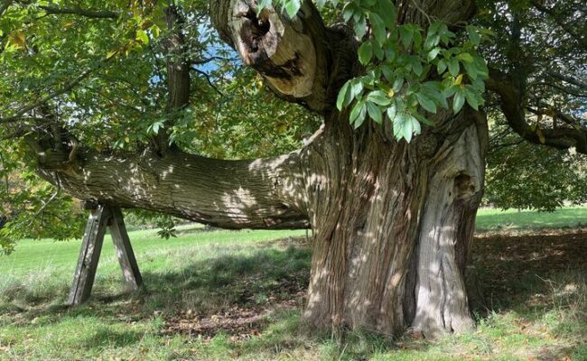 A veteran sweet chestnut tree on the Killerton estate